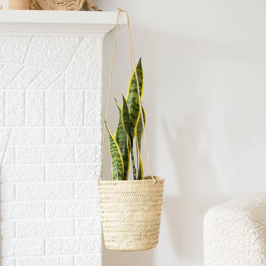 Handwoven planter holding a Snake plant